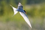 Arctic Tern